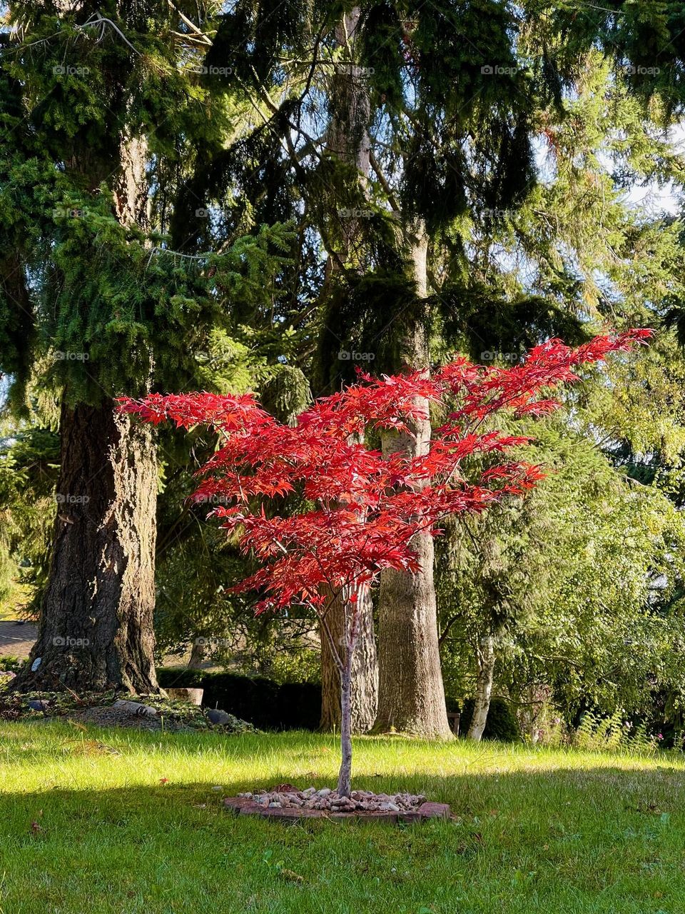 Red maple tree on the pine trees background 