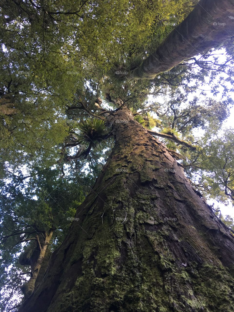 The giant Rata tree holds many secrets of the forest