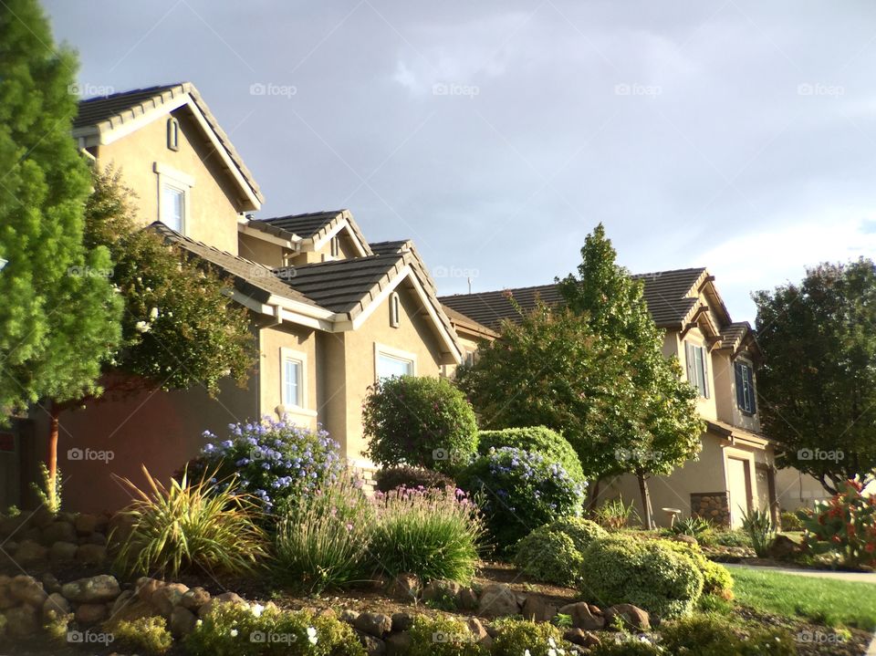 Houses and plants 