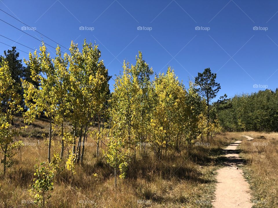 Aspen grove 