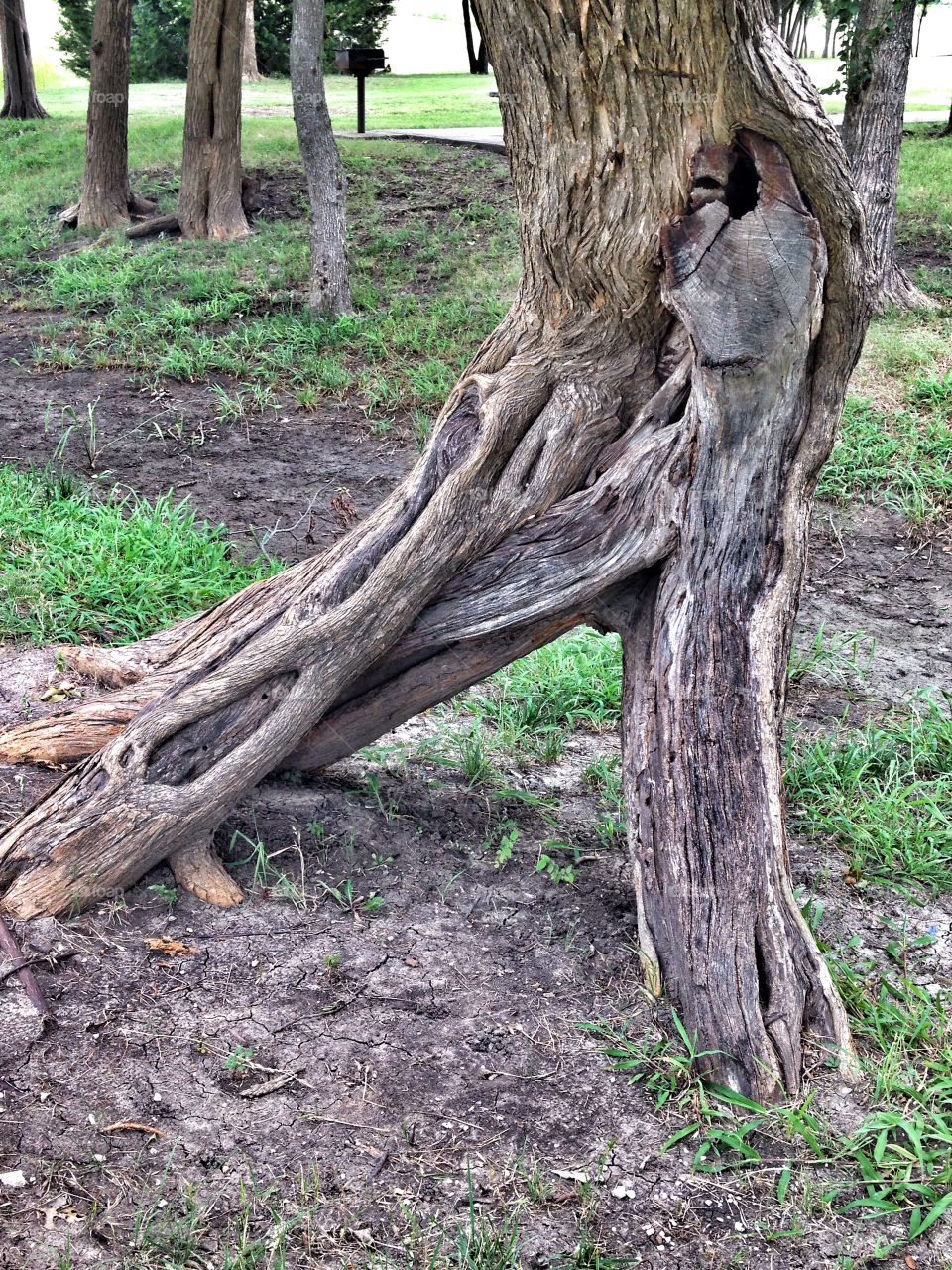 Tree splits. Tree split at the roots