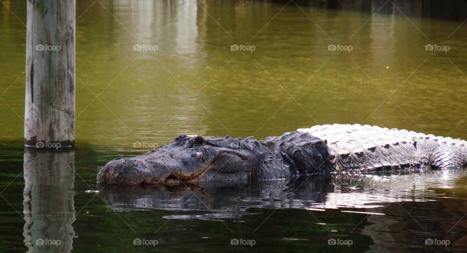 When I See a Crocodile Smile