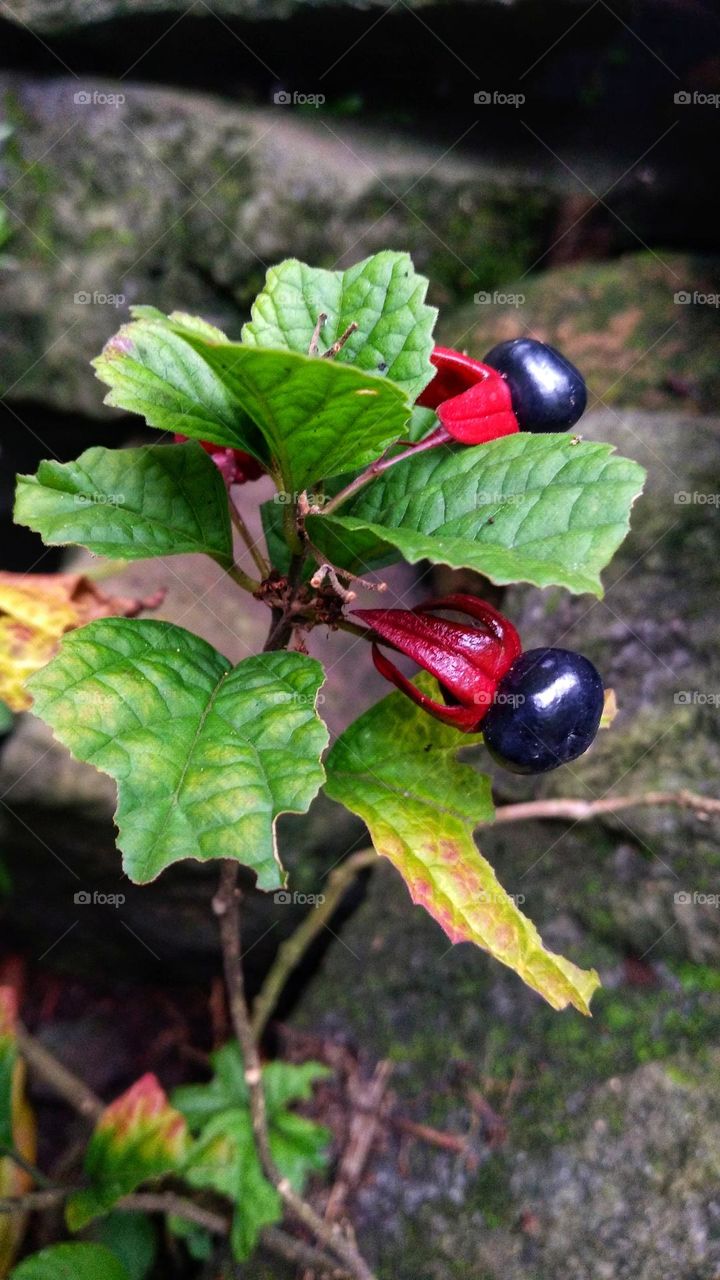Strobilanthes crispa fruiting in the garden