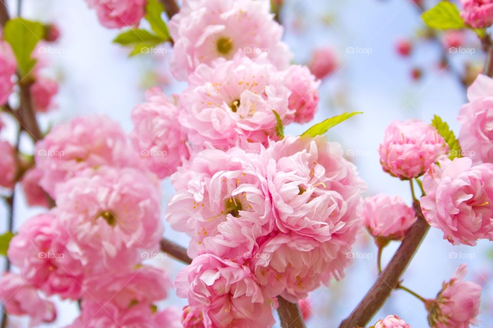 Pink flowers of almond are on the background of blue sky.