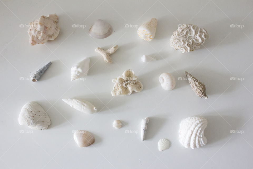 Seashells white background 