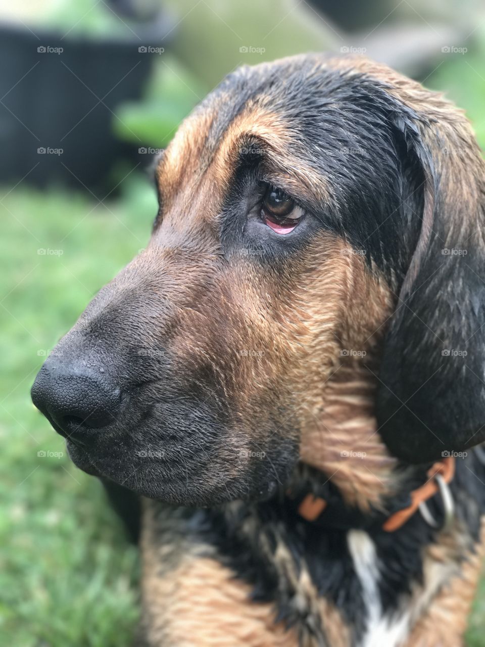 Wet Bloodhound puppy