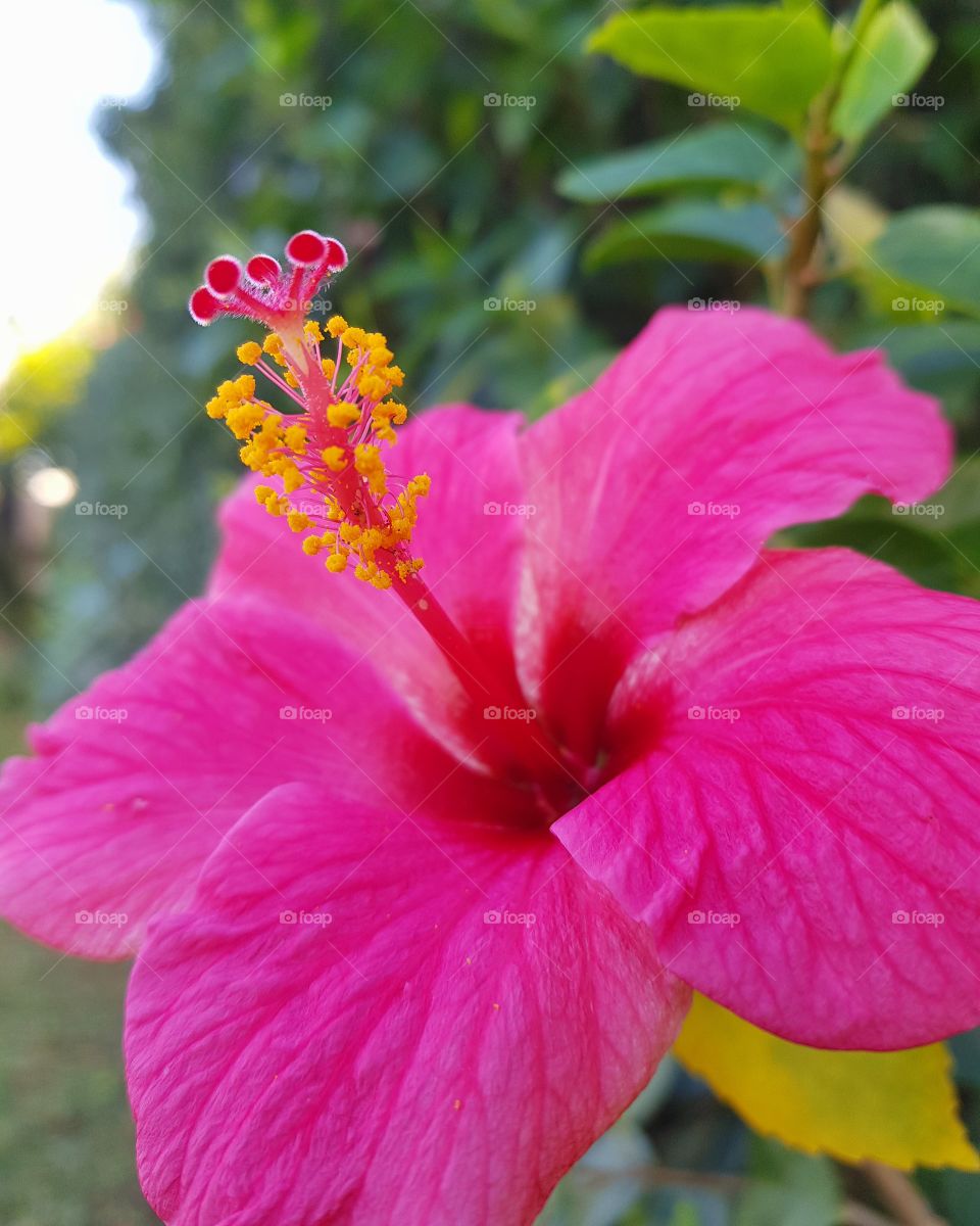 Hibiscus flower, bright colors