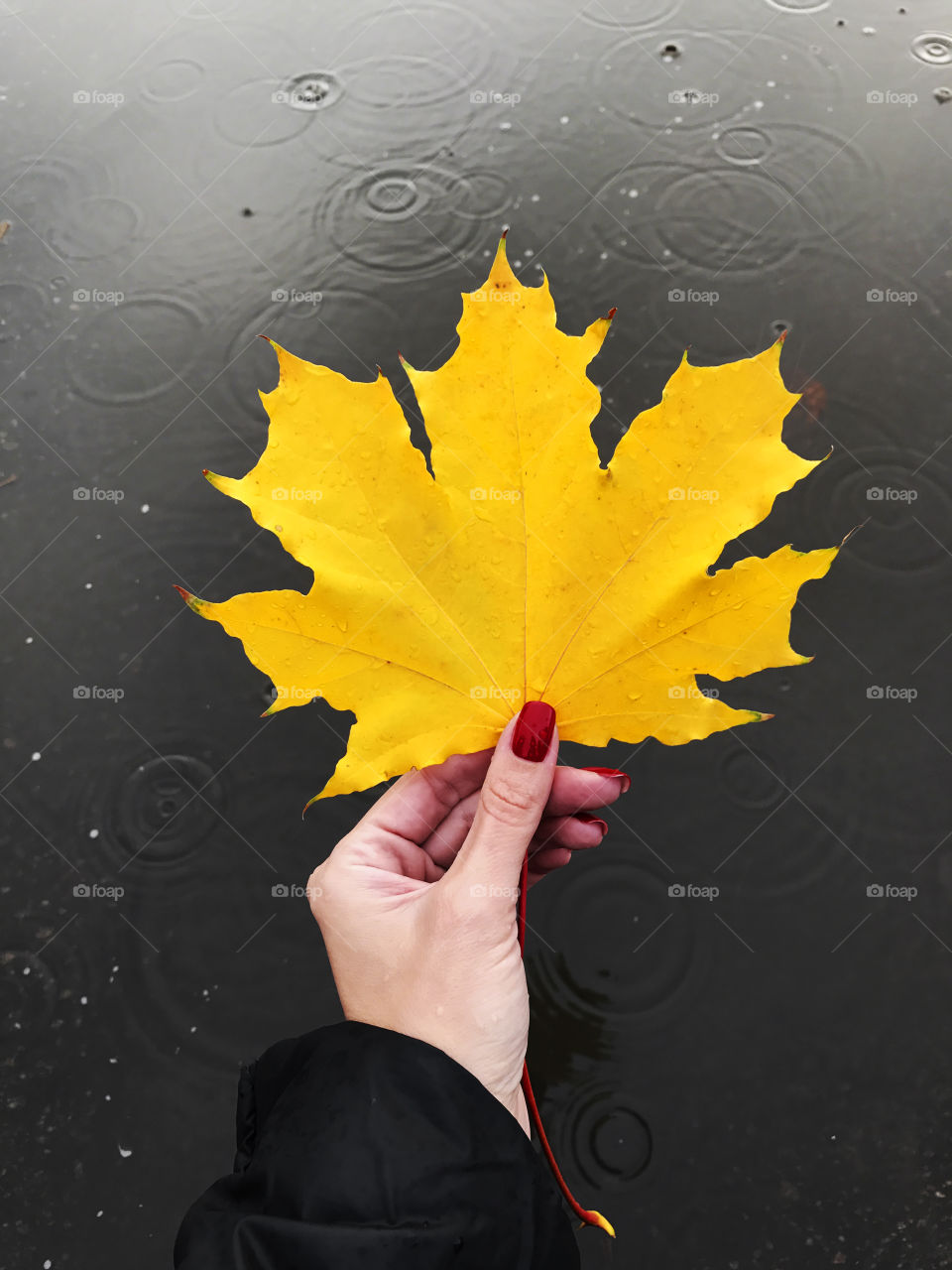 Female hand holding a wet yellow autumn leaf in front of a puddle 