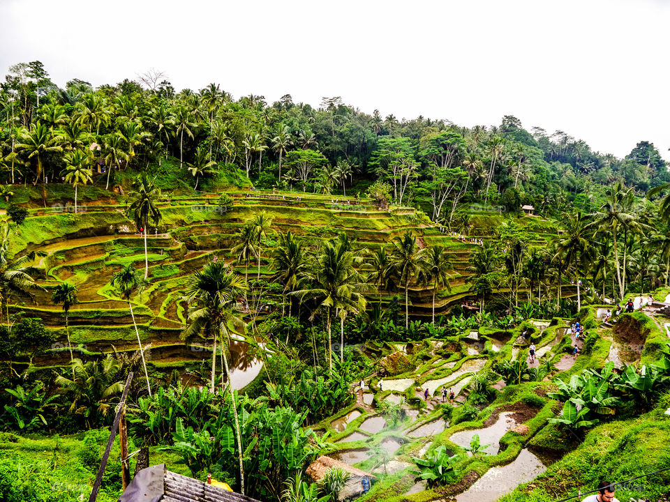 Rice Terraces