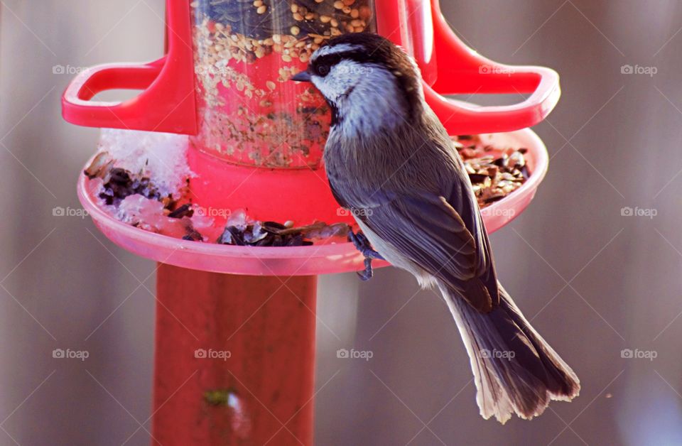 Nuthatch spring bird