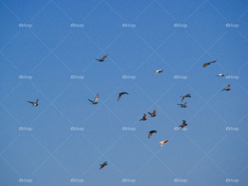 Birds flying