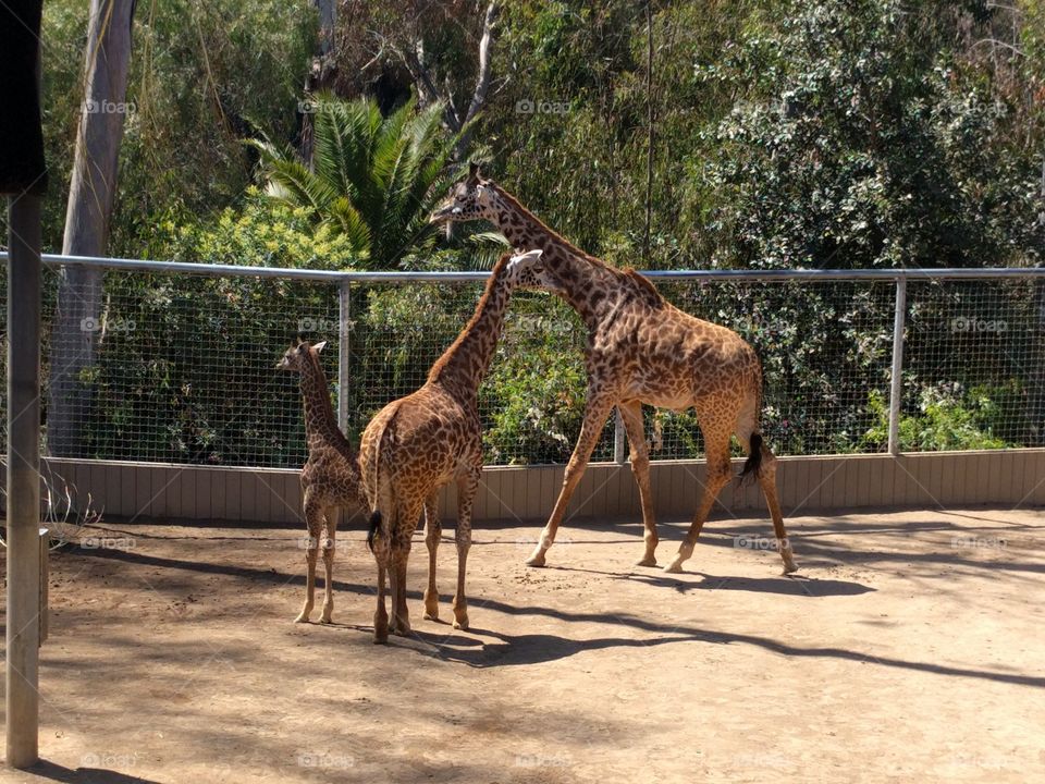 Giraffe's Playtime