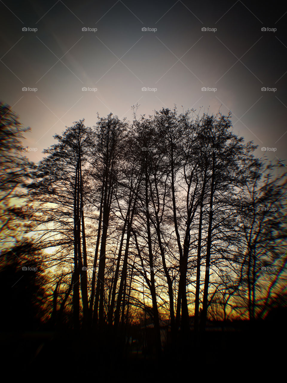 Large Trees in sunset