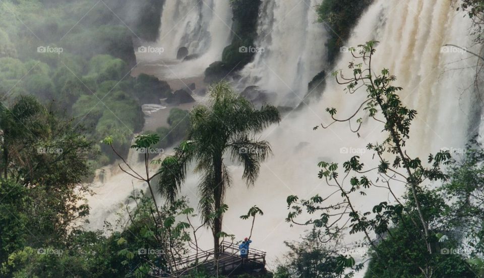 Iguanid Falls