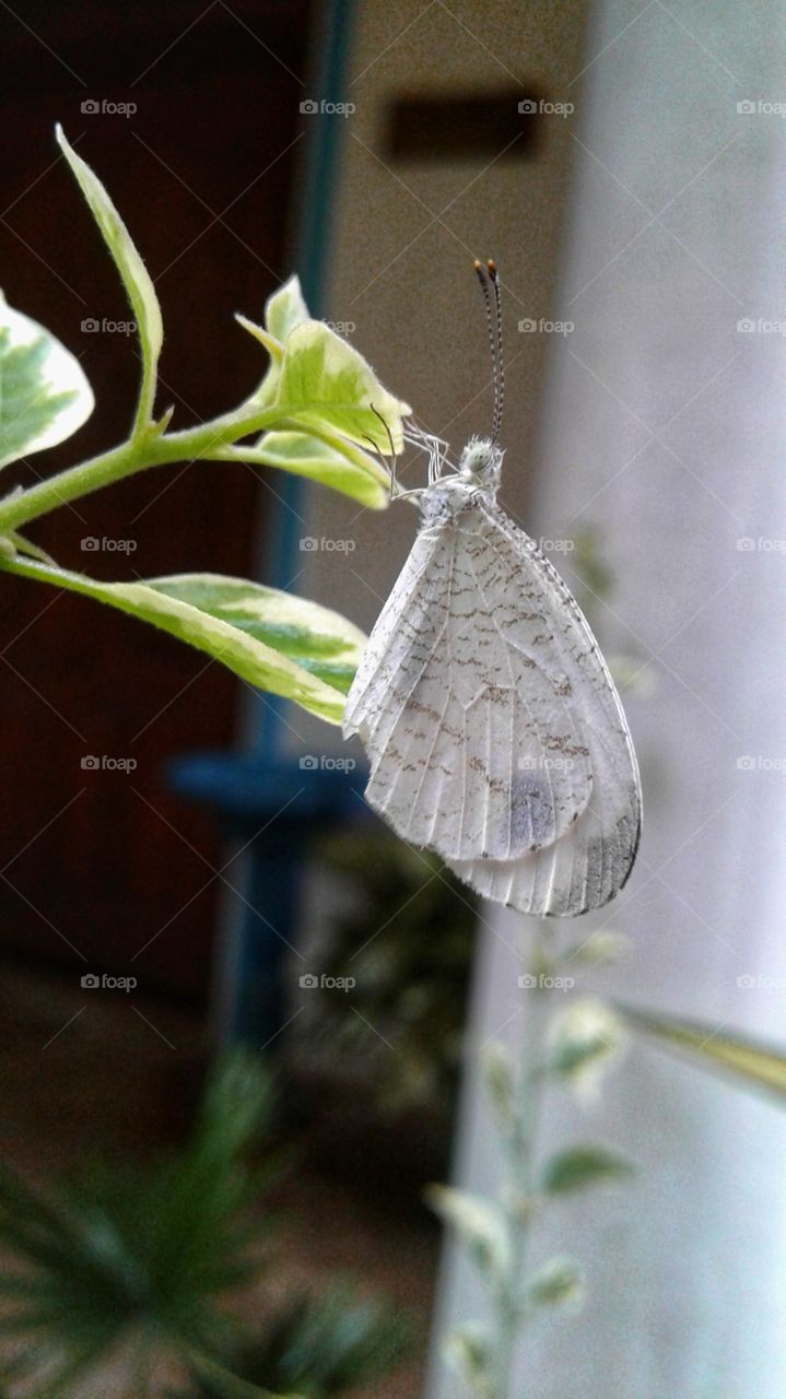 white colour betterfly