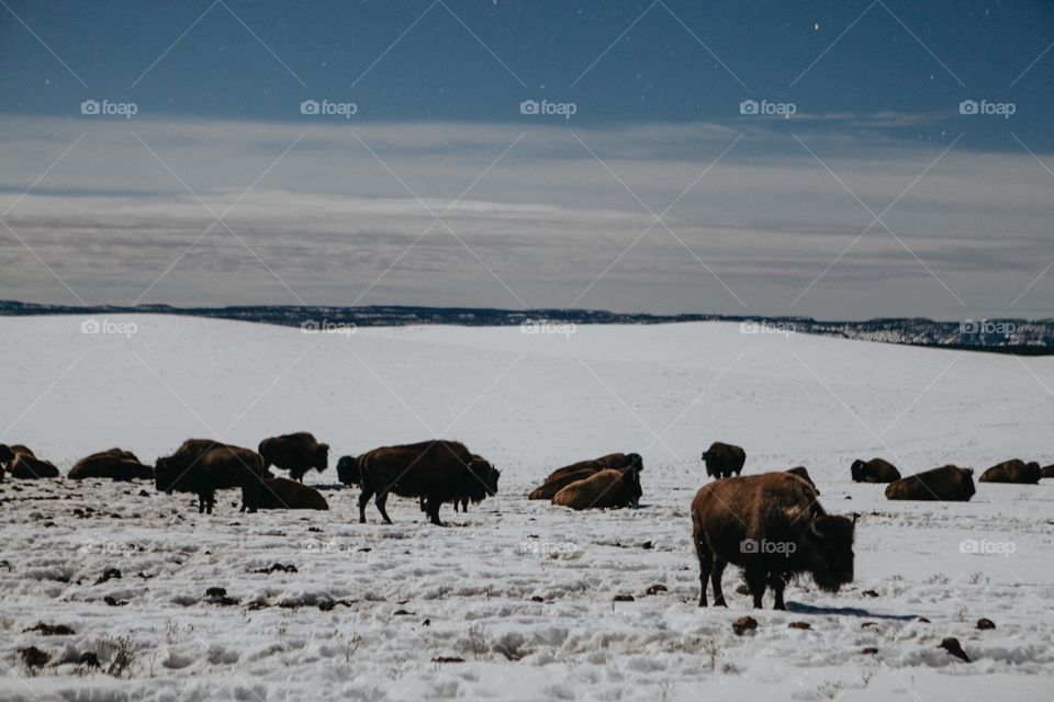 Buffalo field
