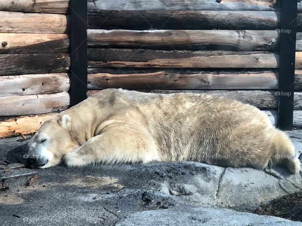 Polar bear 