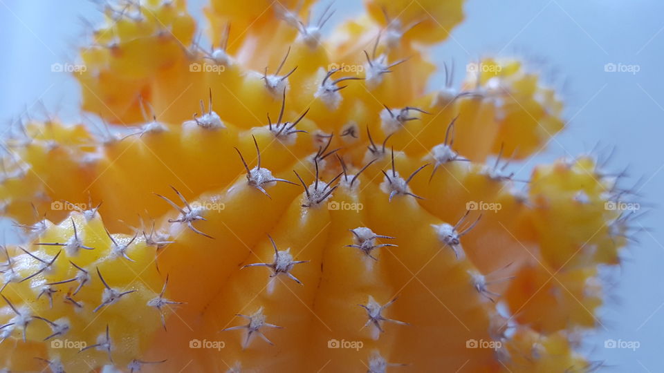 Yellow cactus