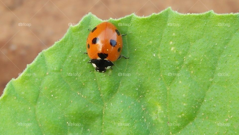 lady bug