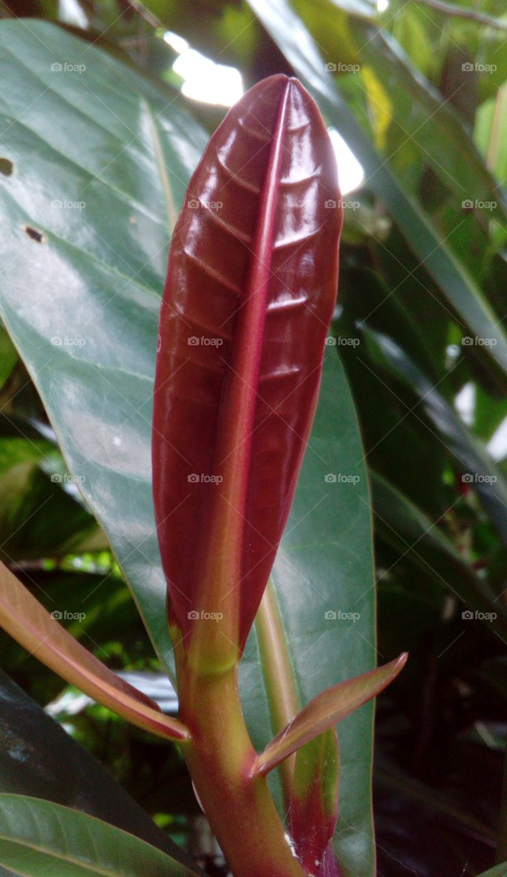 Leaf Close-up