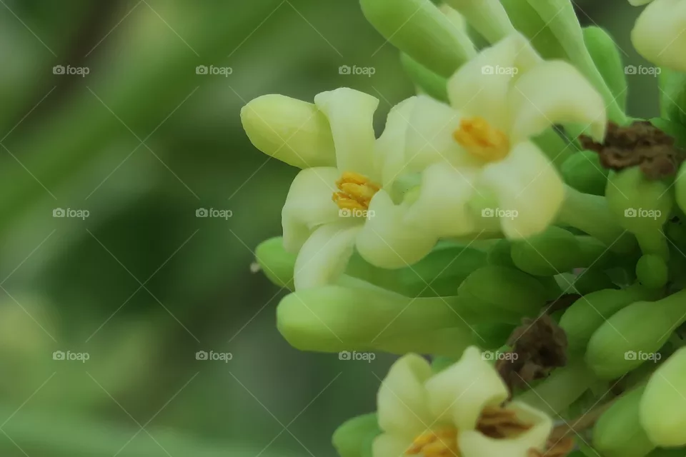 flowers