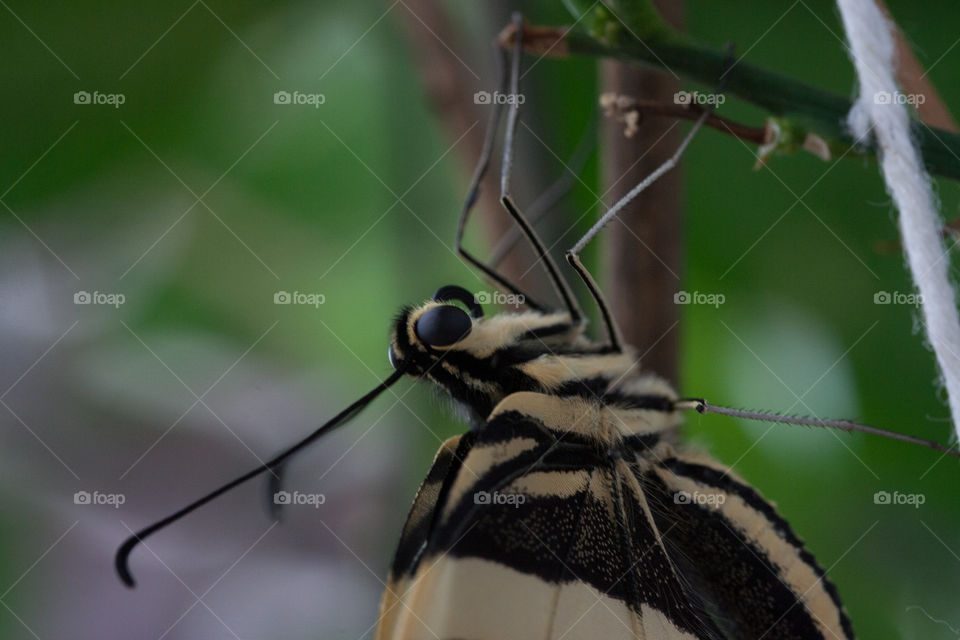 Newly hatched citrus butterfly!!!! 