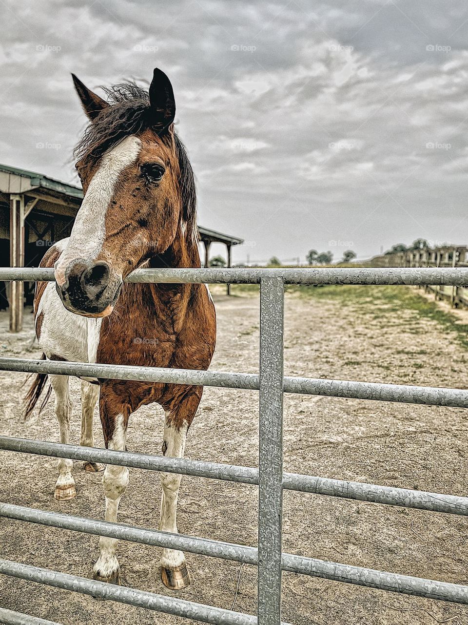 Horse on a farm, horses in Pennsylvania, horse comes towards camera, horse is not camera shy, boarding horses on a farm 