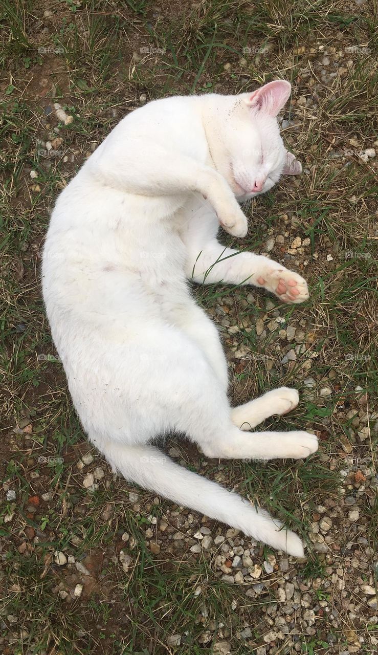 🇺🇸 A lazy and playful kitten.  How can I not like this cuteness in white? / 🇧🇷 Uma gatinha preguiçosa e brincalhona. Como posso não gostar dessa fofura de branco?