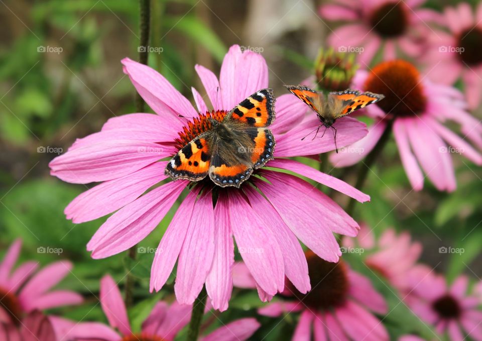 Two monarch butterflies on a pink flower