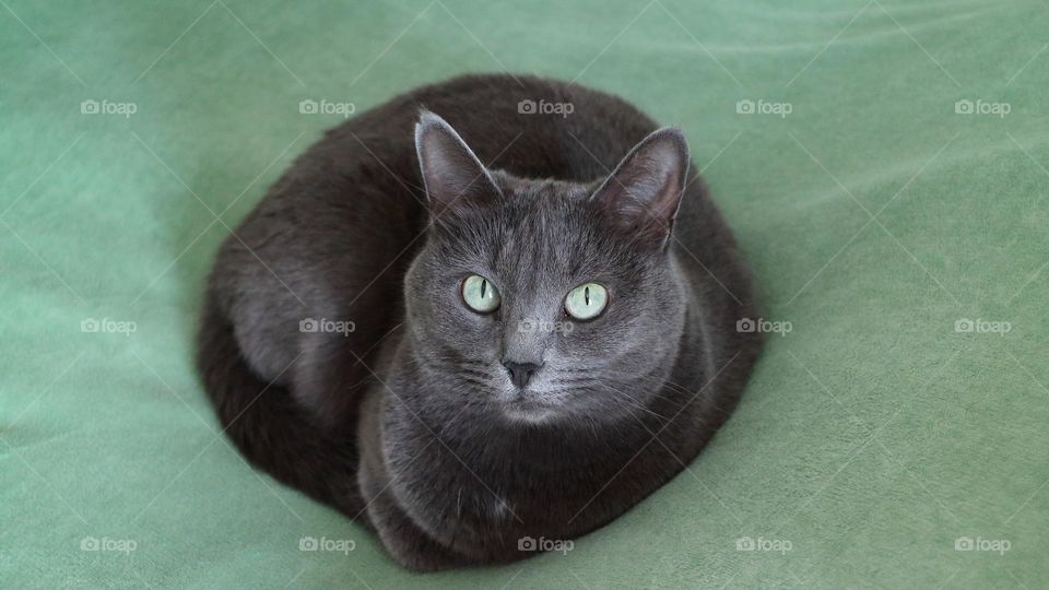 Milashka the cat 🐈