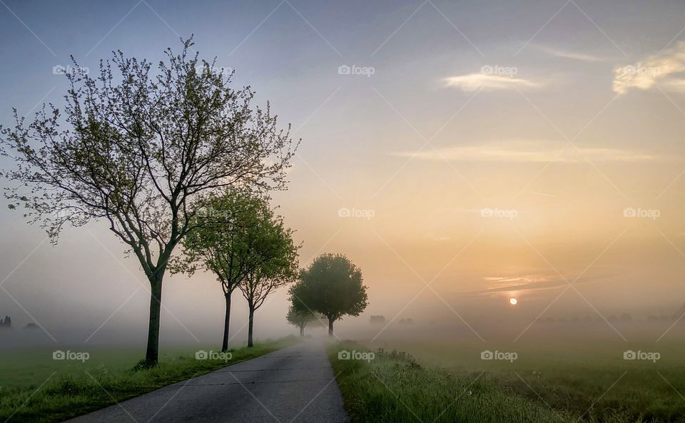 Early morning sunrise giving a golden glow in the morning moist over the fresh green meadow and the tree sided country road
