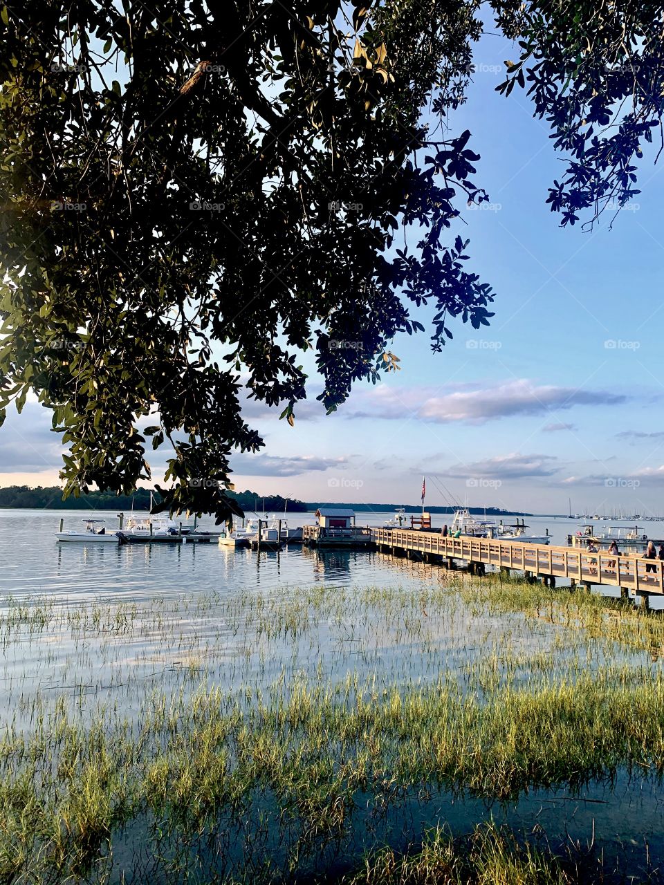Tree hanging over a body of water with weeds growing at the shore and many floating on top with a dock and the sun starting to set in a blue sky. 