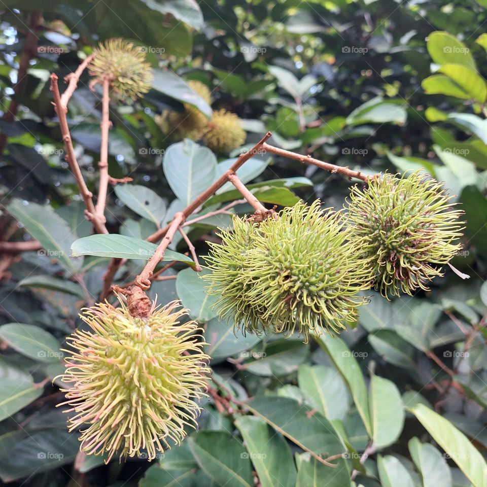 rambutan fruit which has many benefits, the skin is like hair