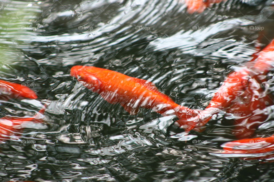 Bright orange fish