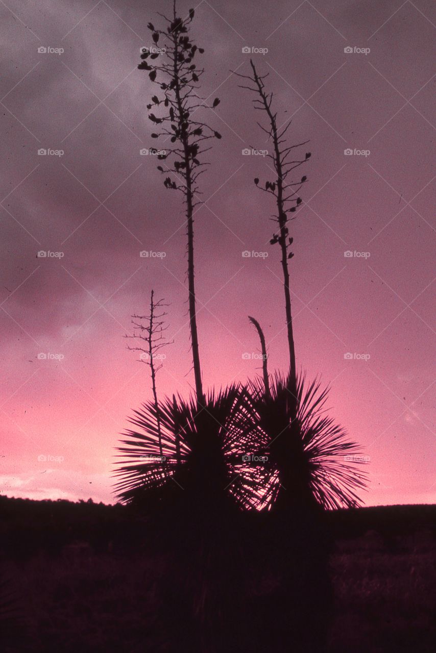 Southwest cactus Yucca sunset purple dramatic colorful desert
