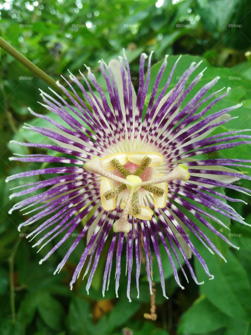 viole flower