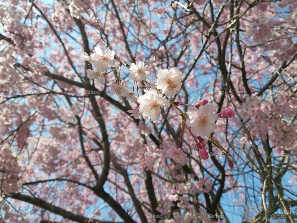 Spring in Bloom in Brooklyn