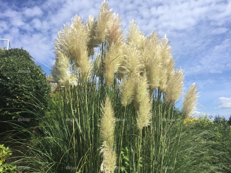 Grasses growing in a Garden 