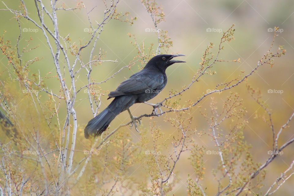 black bird grackle