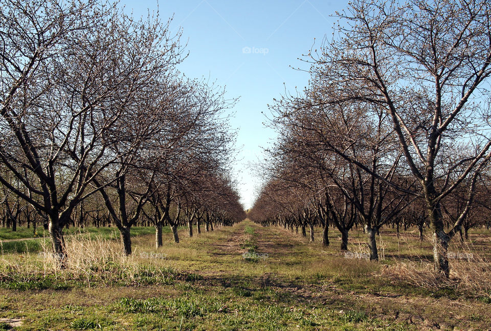 Water to wine. Vineyard 