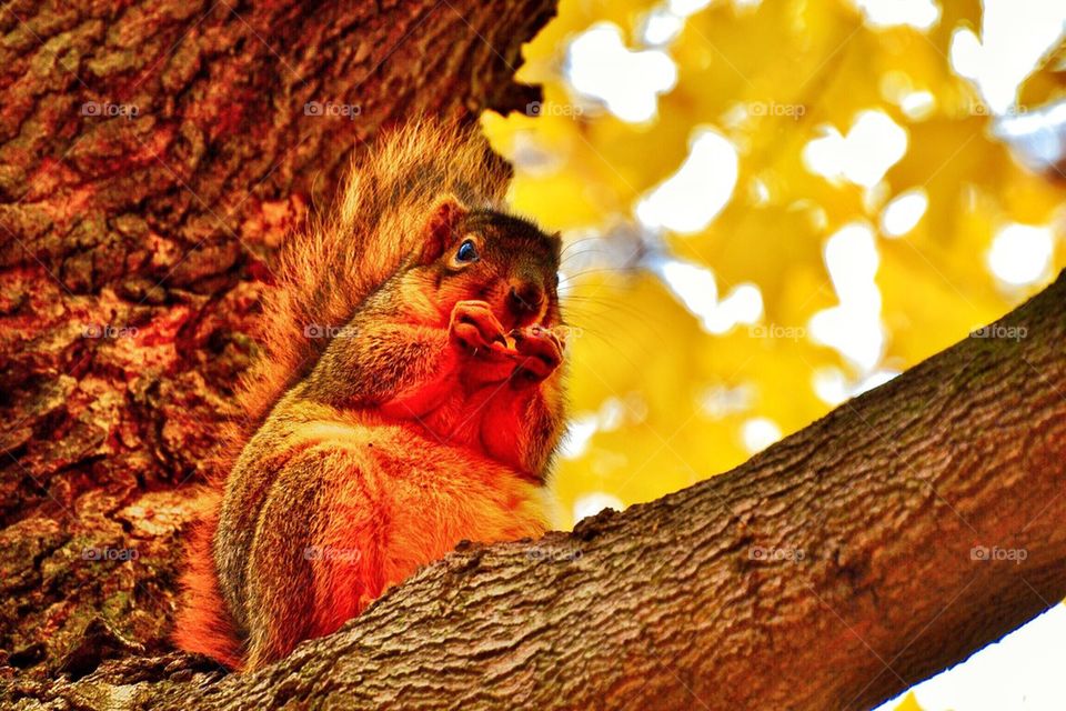 Low angle view of a squirrel on tree