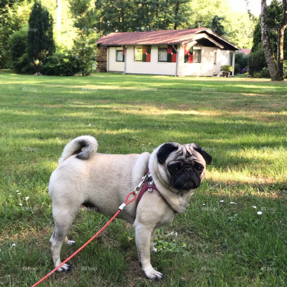 PUG DOG