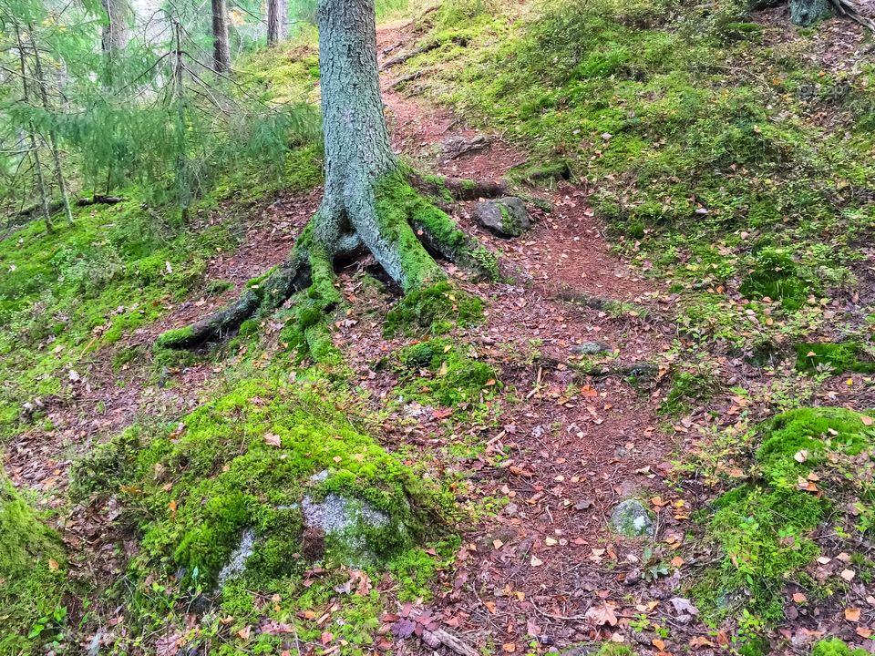 Tree trunk and roots on a foot path in forest in fall