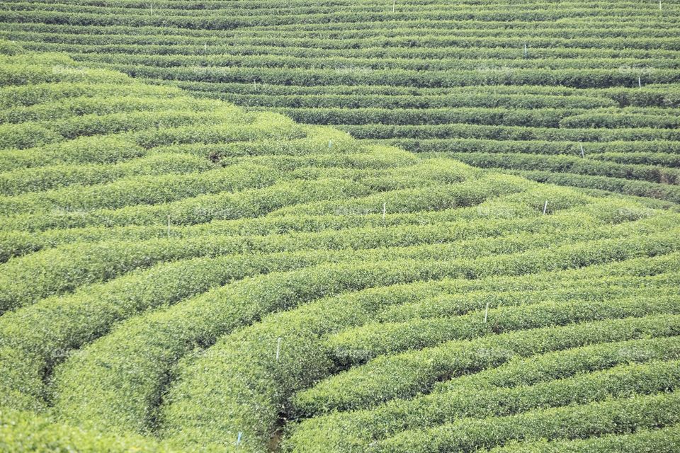 Chengrai/Thailand:February 16 2019-Chui Foung ,beautiful tea plantation 
