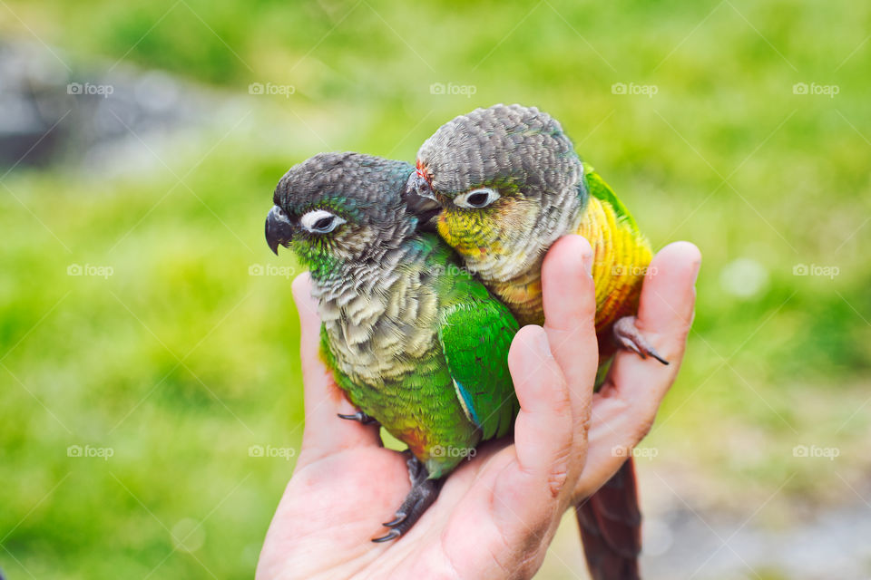 Parrots cuddling