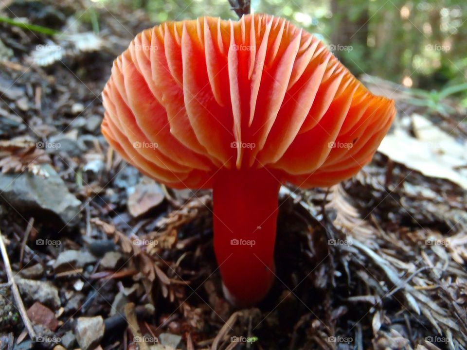 Mushroom in Big Basin