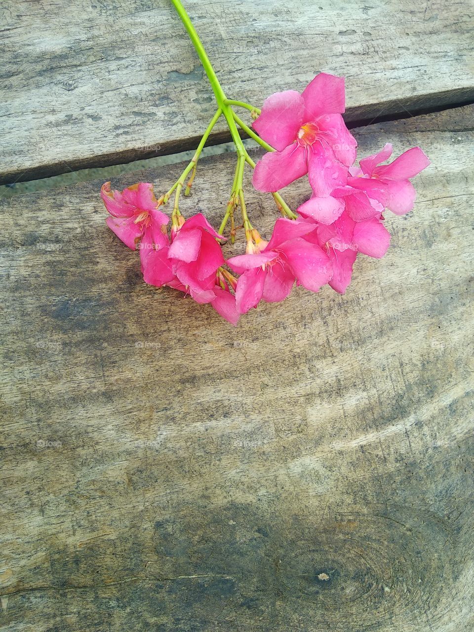beautiful flower at the bench in nature with colour.