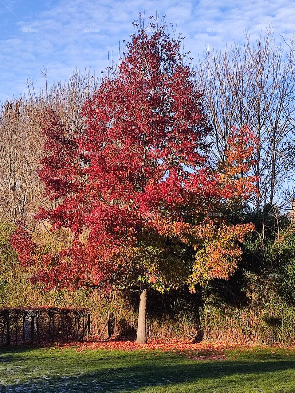 Wood, forest, nature