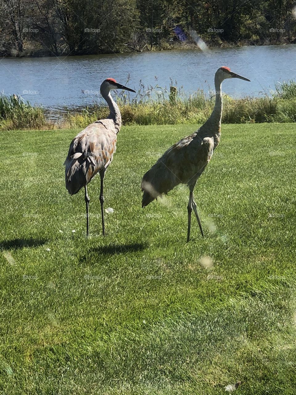 Sandhill Cranes By The Lake