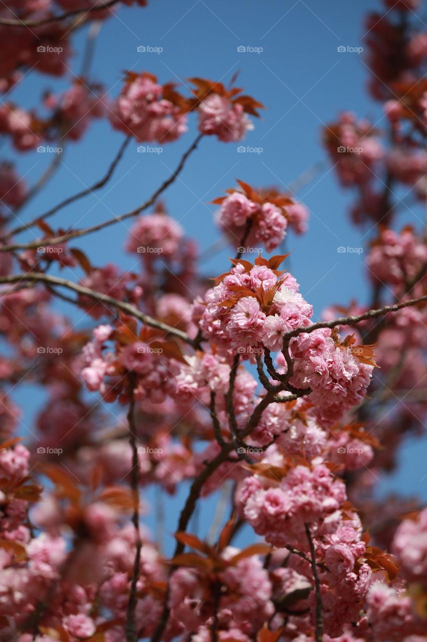 Cherry blossoms in Paris 